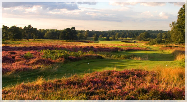 Heather at Walton Heath, designed by Herbert Fowler