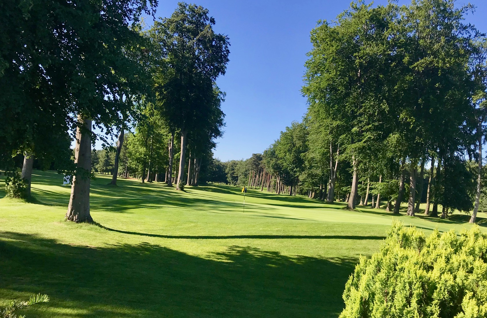 Forest Pines